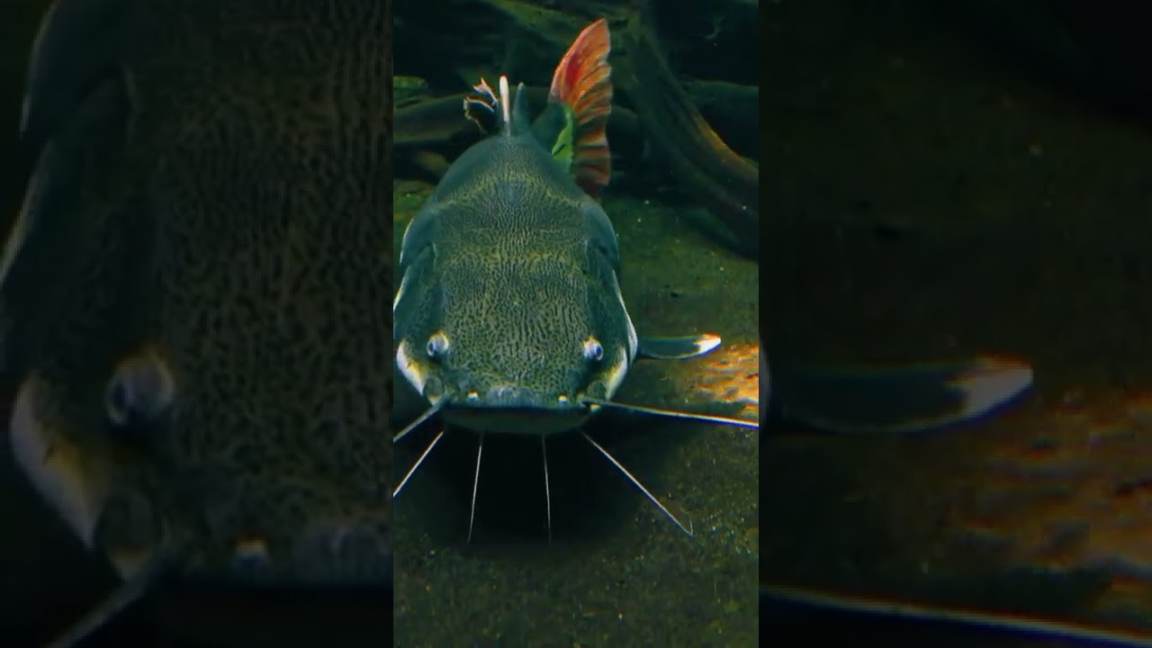 Obejrzyj Catfish Swimming In The Ocean: Are They Really Finding Food? w YouTube Obejrzyj Catfish Swimming In The Ocean: Are They Really Finding Food? w YouTube