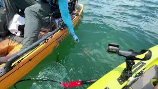 Largemouth Bass Double Release @lyubakavideo