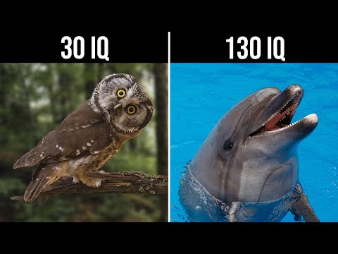 Wideo: Jakie są najmądrzejsze zwierzęta na świecie?