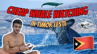 Whale watching expedition in Timor Leste: a cheap and sustainable option