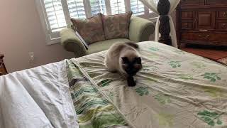 Silly Birman Cat,  Is he scared or just playing by Muriel’s Kitchen 271 views 4 years ago 2 minutes, 1 second