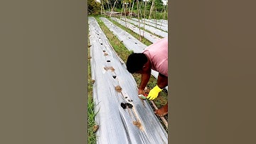Cucumber Cultivation Through Poly-Mulching #shorts