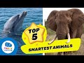 The 5 smartest animals  educationals for children
