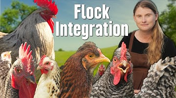 How to Integrate New Chickens | Complete Flock Integration Guide
