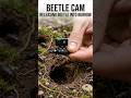 Tiny Ground Beetle POV Inside a Hidden Underground Burrow | Real Micro Cam Footage #shorts