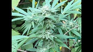 Remembering Outdoor Gorilla Grow season 2022