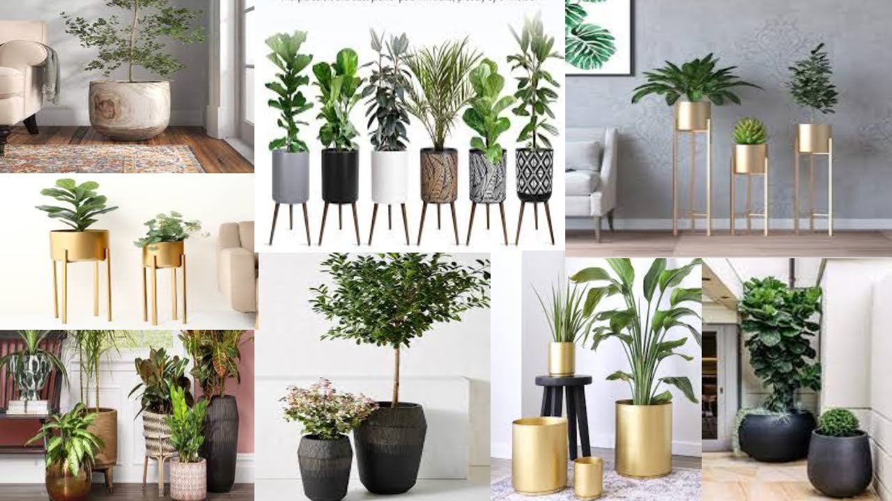 100 Living Room Modern Indoor Plant Pots Design Ideas YouTube