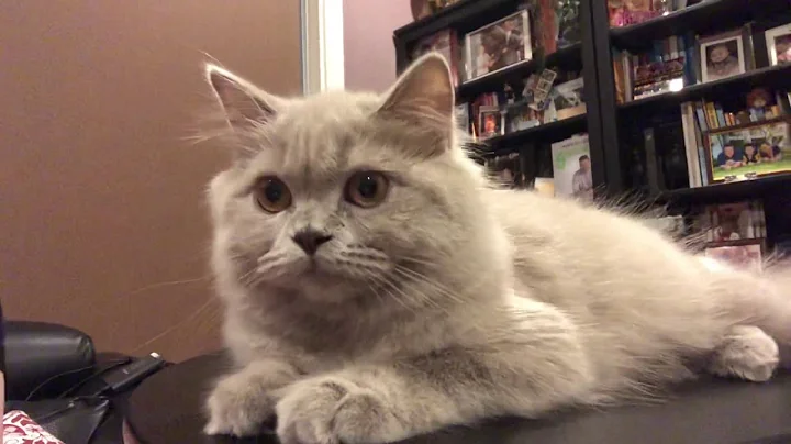 Video 742351: scottish fold british, scottish fold kitten playing, british long hair kitten, lilac british, happy british