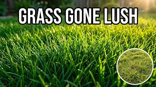 This Simple Mixture Makes Grass Absorb Nutrients Faster