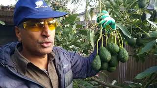 Avocado  Growing, Picking and Pruning