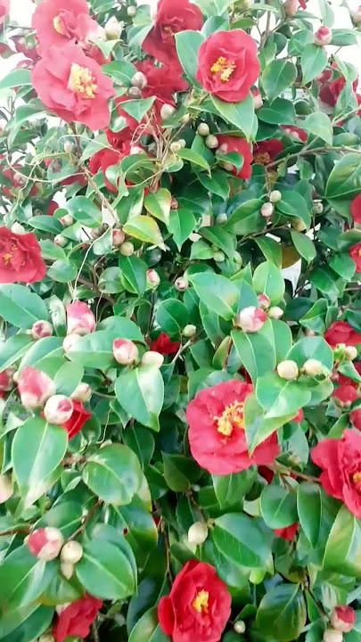 Red Camellia