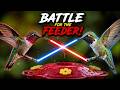 Hummingbird Lightsaber Duel ⚔️🐦