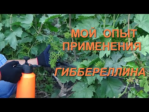 Видео: Какво представляват гиберелините и къде се синтезират?