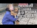 Спасение животных/ Строят дом, чтобы взять еще одну собачку