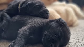 Watch these cute Labrador puppies start playing