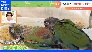 大丈夫！？仰向けでぐったり！インコの意外な寝姿｜TBS NEWS DIG