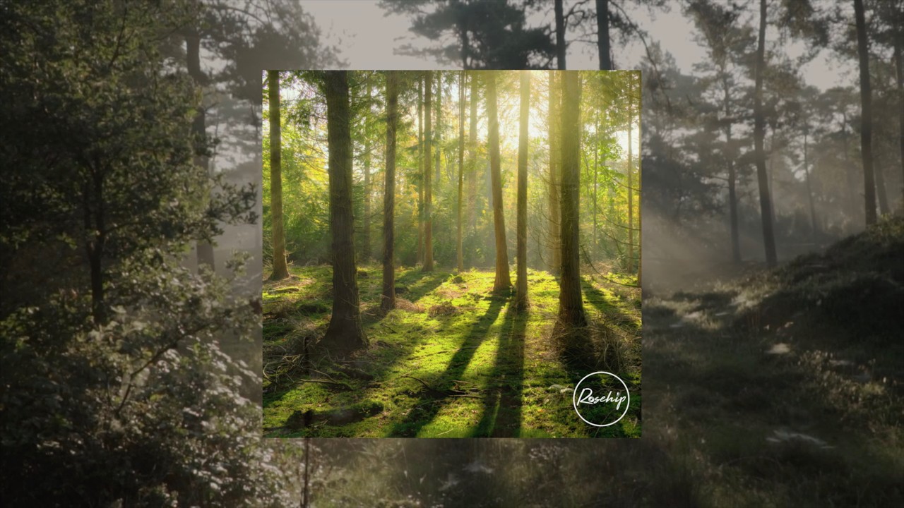 YouTube에서 Rosehip - Trees (Official Visualiser) 보기 YouTube에서 Rosehip - Trees (Official Visualiser) 보기