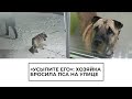 Хозяйка бросила пса на улице