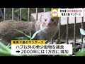 マングースの捕獲数ついにゼロに 鹿児島・奄美大島(動物愛誤)(自然破壊)(農業損害)(經濟損害)(製造車禍.傷人)(アニマルホーダー)(ブルセラ症)(SFTS)(トキソカラ症)(狂犬病)