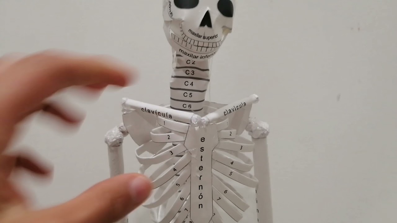Sistema óseo (maqueta) - YouTube