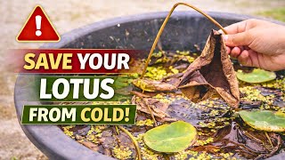 Match Highlights Lotus Winter Care | How I Care My Lotus From October to January 🌸 #Youtube #gardening #lotus