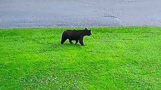 As bear sightings are on the rise, learn some important safety tips