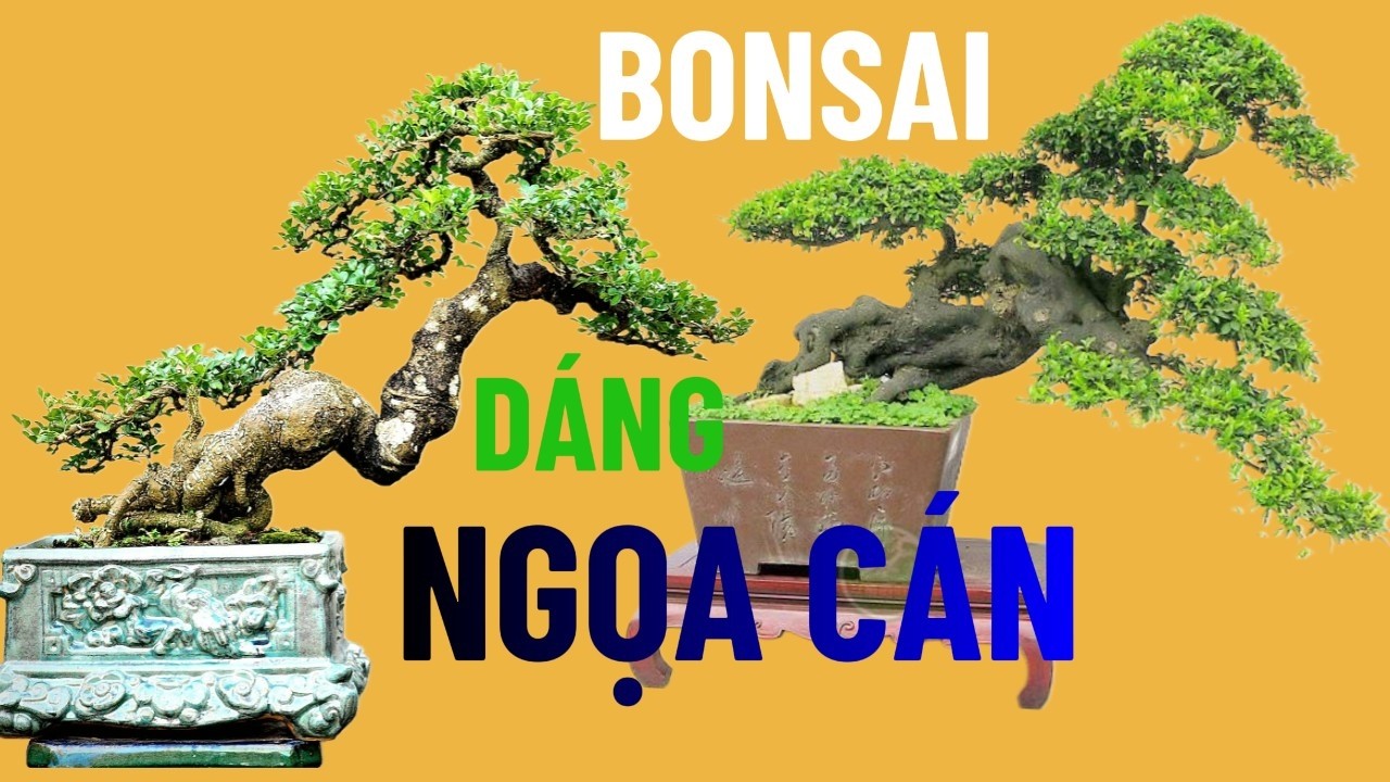 Bonsai Dáng Ngọa Cán –Ngã Xuống Nhưng Không Gục Ngã | Vẻ Đẹp Của Sự Kiên Cường#bonsai#bonsaivietnam