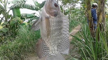 Câu cá thiên nhiên[câu cá thiên nhiên-giật cá rô phi-rô đồng thật đã tay