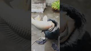 A Cormorant Eats A Fish Bigger Than Its Own Head In Seconds #Fishing