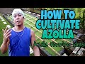 HOW TO CULTIVATE AZOLLA | Azolla Farming Ideas