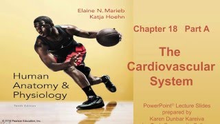 Anatomy and Physiology Chapter 18 Part A lecture: The Cardiovascular System