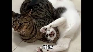 Hilarious Cat Showdown When Two Feline Personalities Collide FunnyAnimalDubbing CatFight