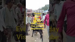 tumkur sheep goat market@ agrianimals