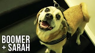 Boomer & Sarah Interior Nosework Search | Hunter's Heart Scent Dog Training by Hunters Heart 102 views 6 years ago 22 seconds