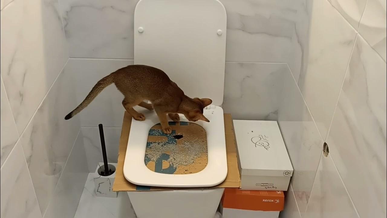 toilet training a cat YouTube