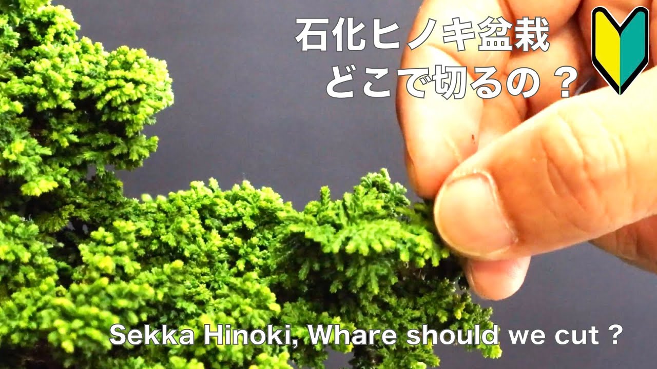 Where should you cut petrified cypress? Pruning tips [Bonsai for