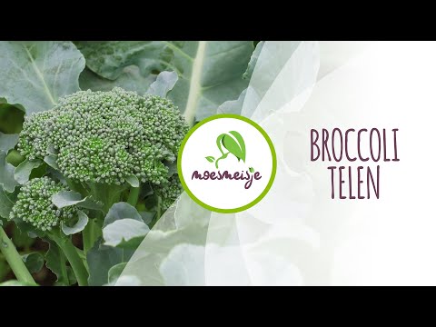 Video: Calabrese Broccoli Groei: Hoe om Calabrese Broccoli te plant