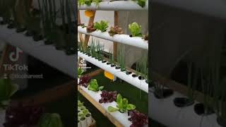 Curso gratis de hidroponia