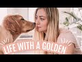 LIFE WITH A GOLDEN RETRIEVER // tips for getting a puppy + living in an apartment + is my dog vegan?