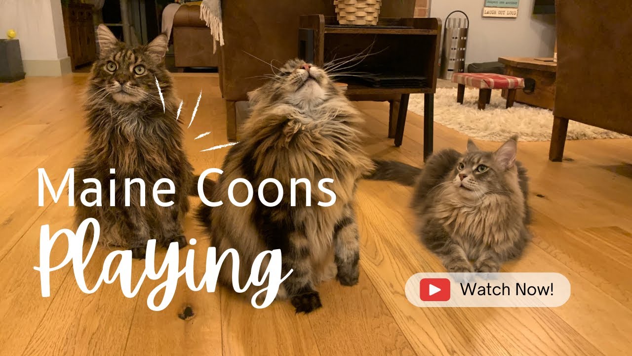 Maine Coon Cats Playing 3rd Cat Disgusted By Idea Of Exercise! YouTube