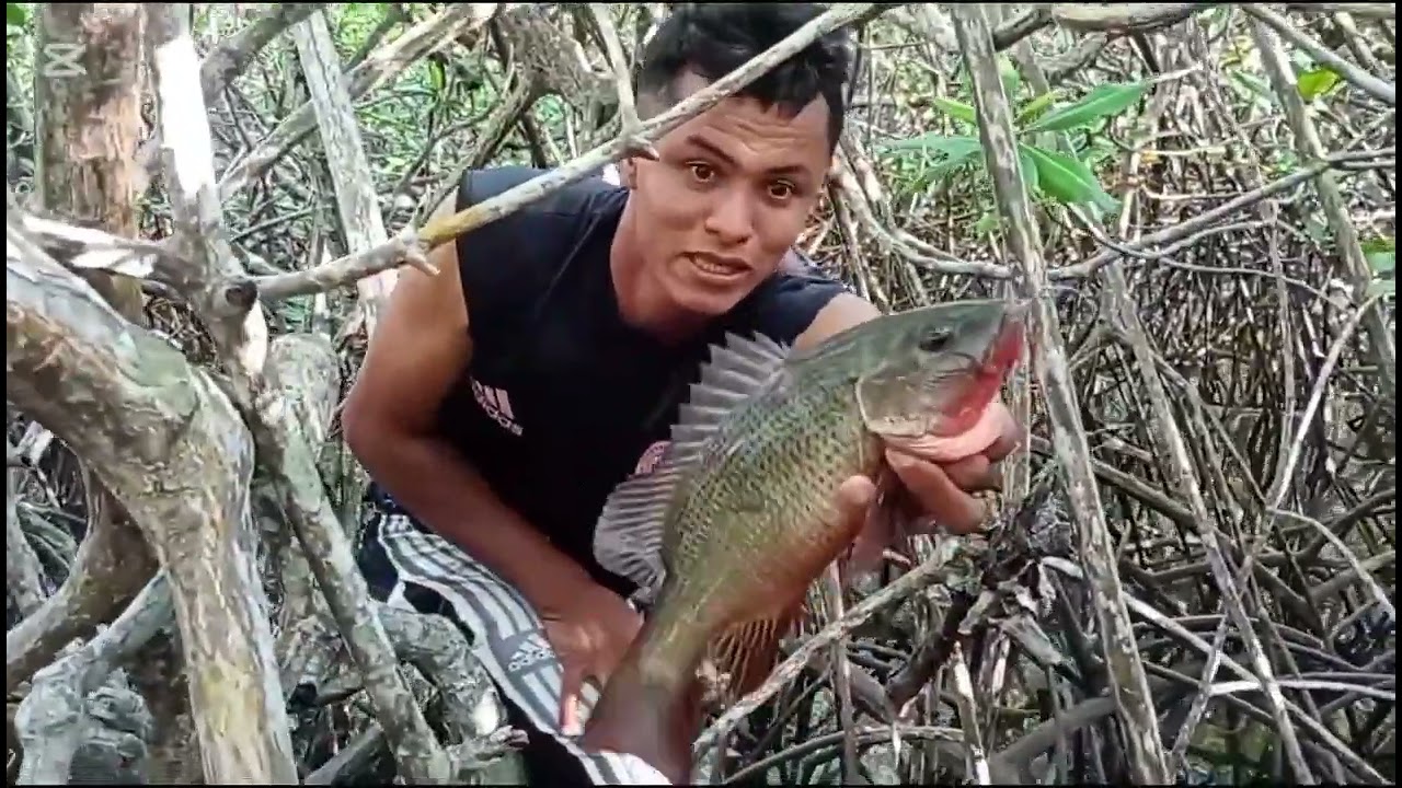 Pesca de pargos en manglares 