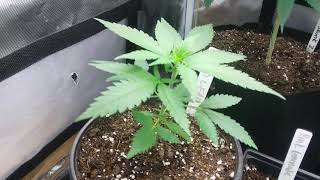 Grow#3 (super skunk, gold leaf, Maui waui, pink lemonade) veg tent