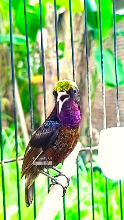 Konin Gilaaaa #konin_gacor #koninfullisian #konindacok #koningacorfullisian #koninjuara