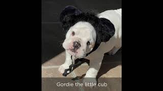 Venterra Howl O Ween Pet Costume Contest