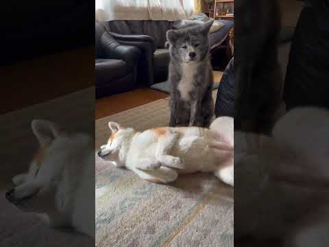 こんな子に育てたつもりはないのに、と情けない気持ちでいっぱいになっている秋田犬ぱたこ【Akita-inu】@akita-inu-pata #shorts