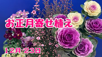 تحميل 踊り葉牡丹 تحميل 踊り葉牡丹