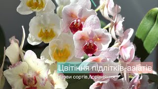 Цвітіння підлітків-азіатів🦋Назви,опис,порівняння🌿#orchid #орхідеї #обзорорхидей #phalaenopsis