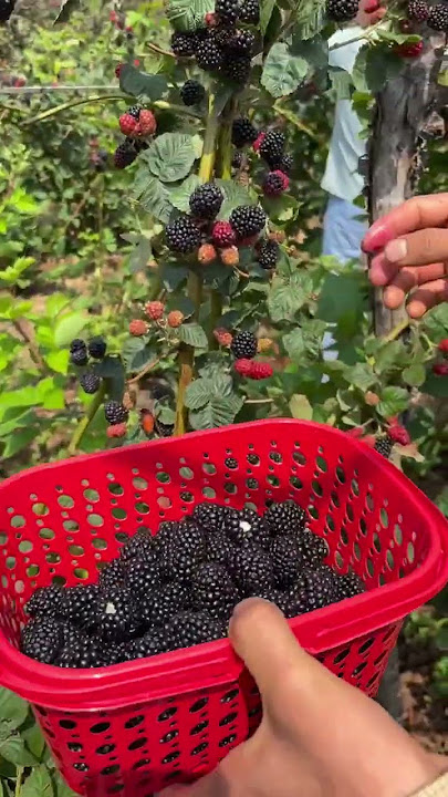 this is blueberry fruit it's sweet and tasty 🌳🌿🍊🥭🍍🥑🫐 #zubsunshk #fruit #bluberry #blueberryfarm