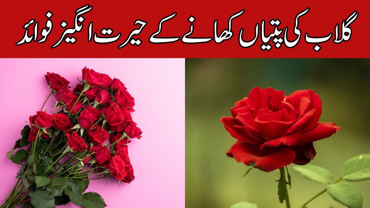 amazing-benefits-of-eating-rose-leaves-youtube
