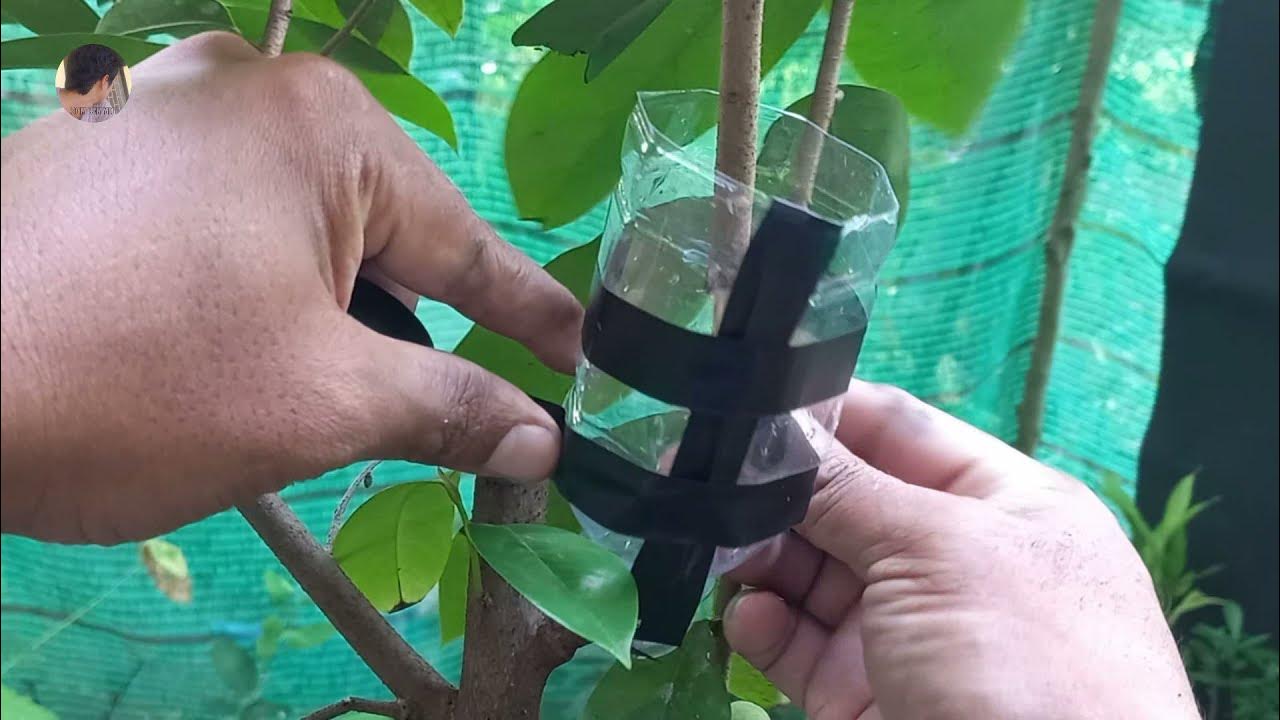 How to Air Layering Soursop The root grow fast 100, easy and fast